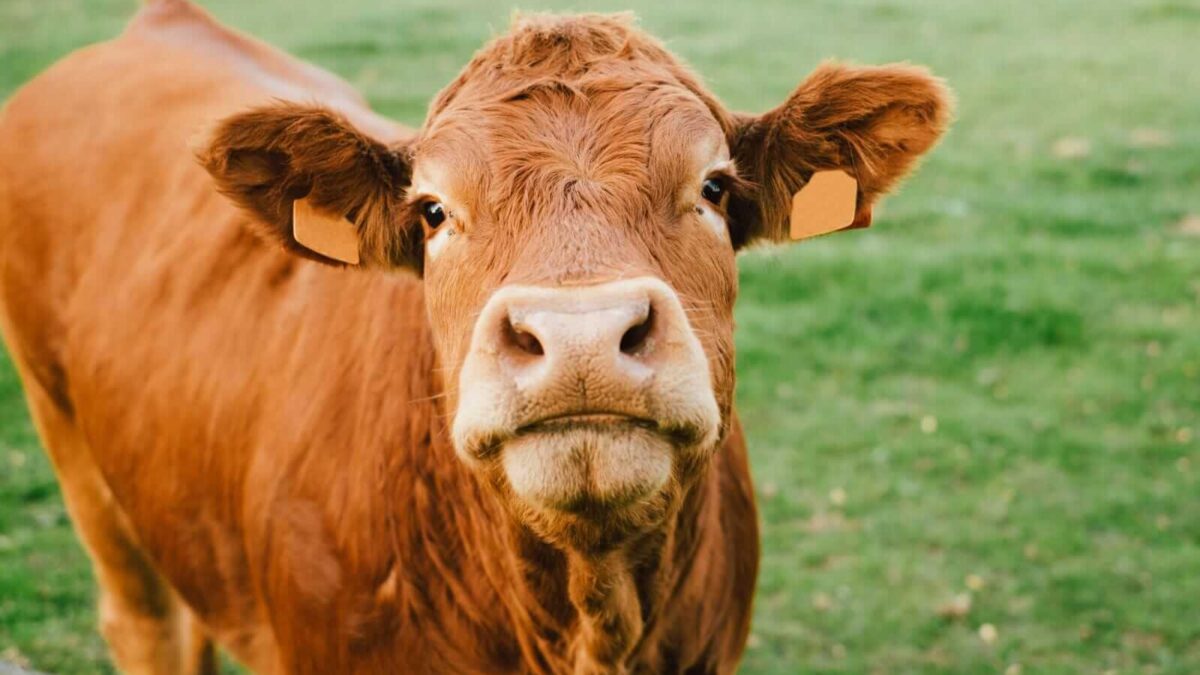 Cattle Looks to Close the Week Following Thursday Correction